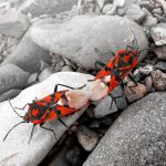 software bugs